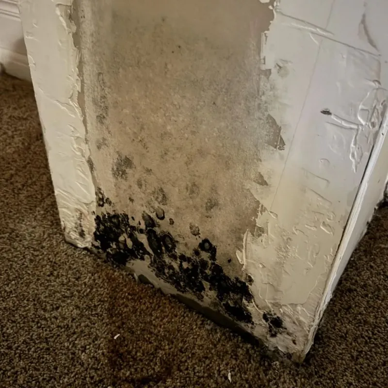Professional Mold Removal in Ponca City, OK